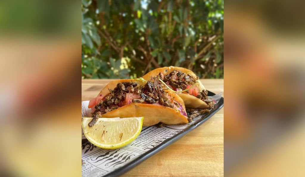 Tacos con insectos: la exótica propuesta de un restaurante de Tenerife