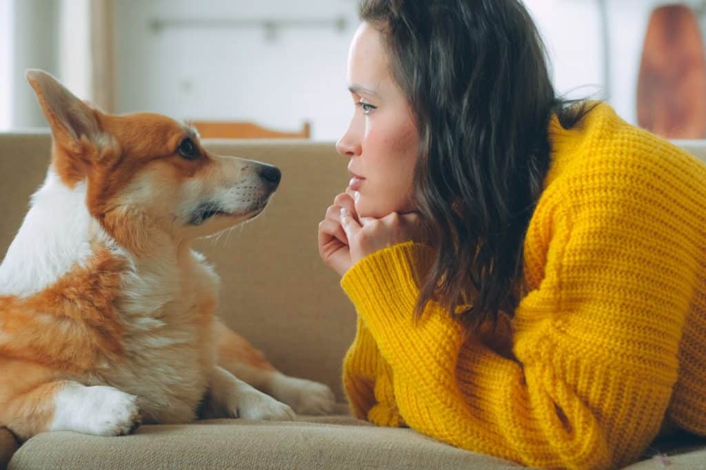 Los casos de artritis se han disparado entre los humanos, pero tu perro tampoco está a salvo: la buena noticia es que ya hay un tratamiento para mascotas