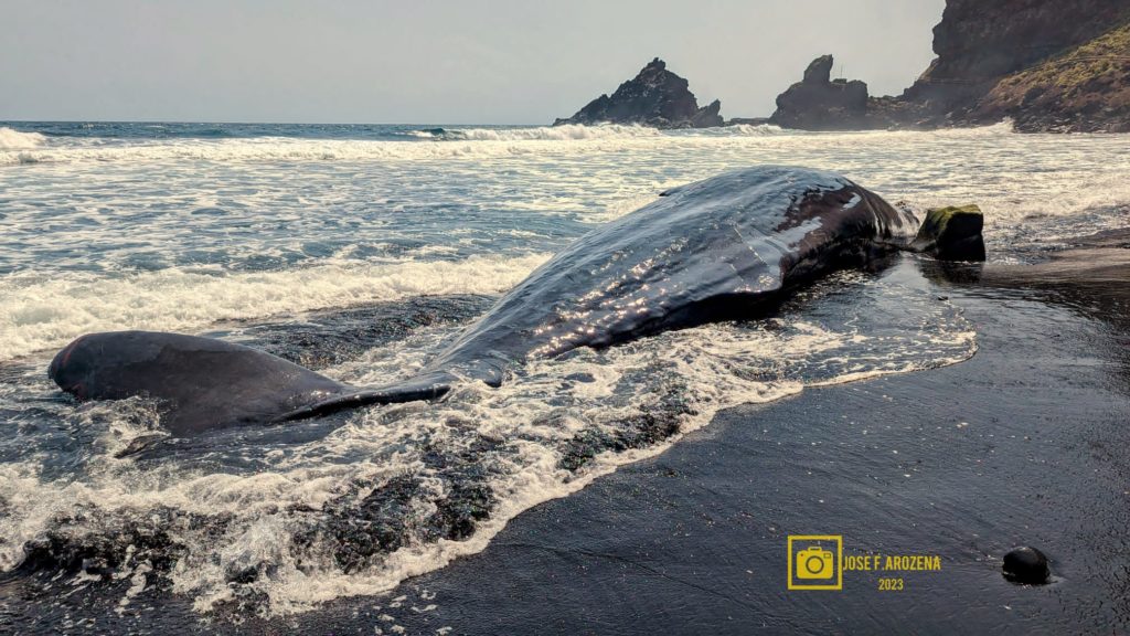 Aparece un cachalote muerto en una playa canaria