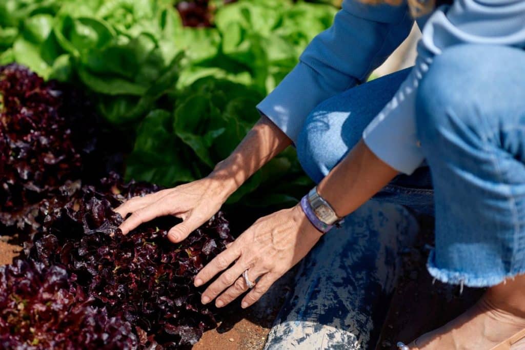 HiperDino comercializa cada año más de 24 millones de kilos de fruta y verdura de Canarias