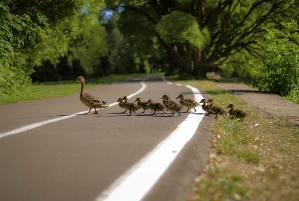 Un hombre baja de su vehículo para socorrer a una familia de patos y muere atropellado
