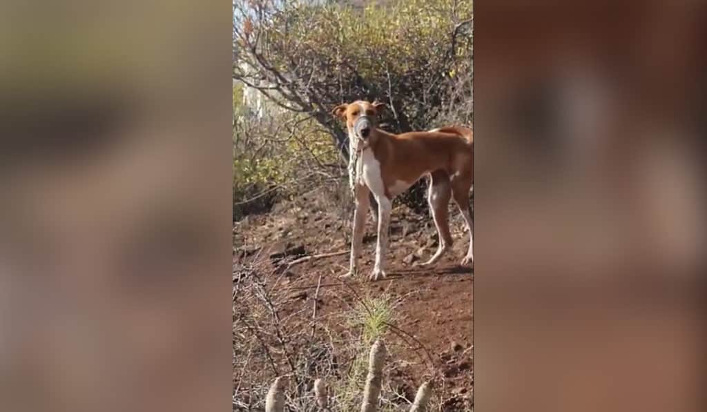 El infierno de unos perros en Tenerife: atados y con la boca precintada para que no ladraran