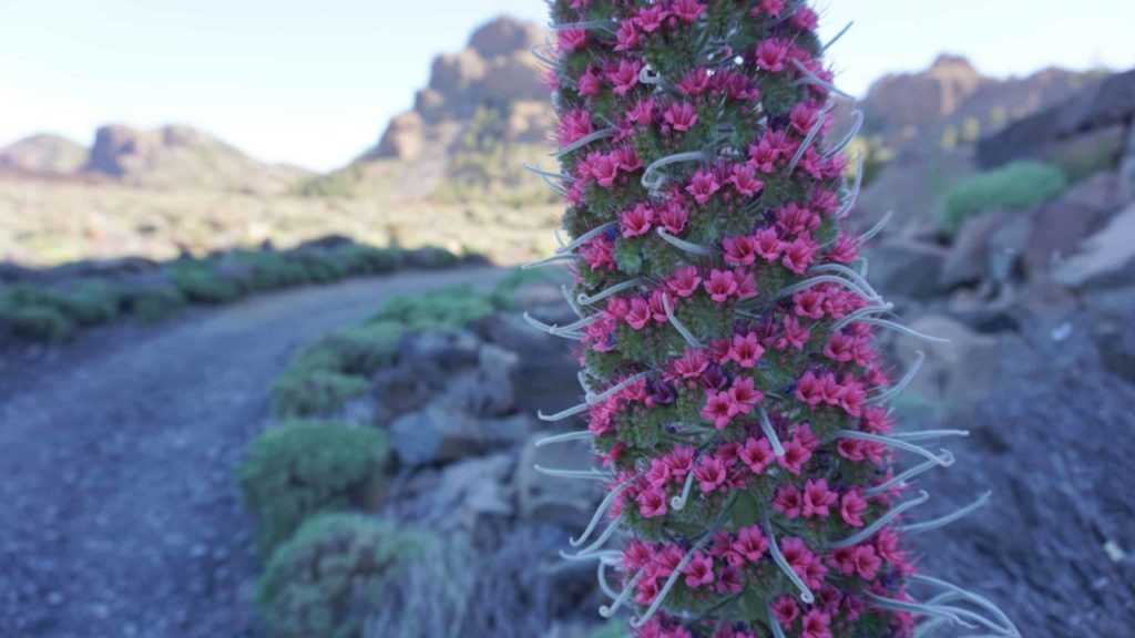 Un tajinaste crece en el lugar menos esperado de Tenerife