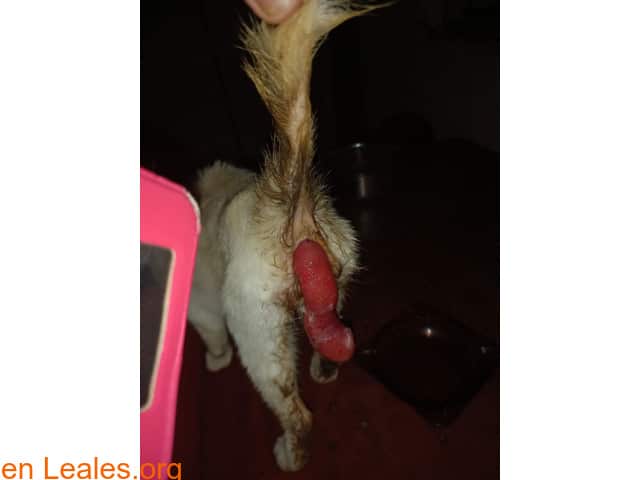 Piden ayuda ante un impactante caso de prolapso rectal en una gata en Canarias