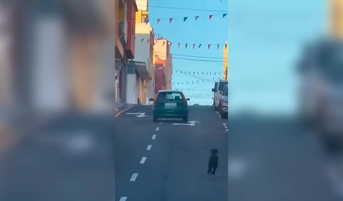 La Guardia Civil busca a la conductora que intentó abandonar a su perro en Granadilla