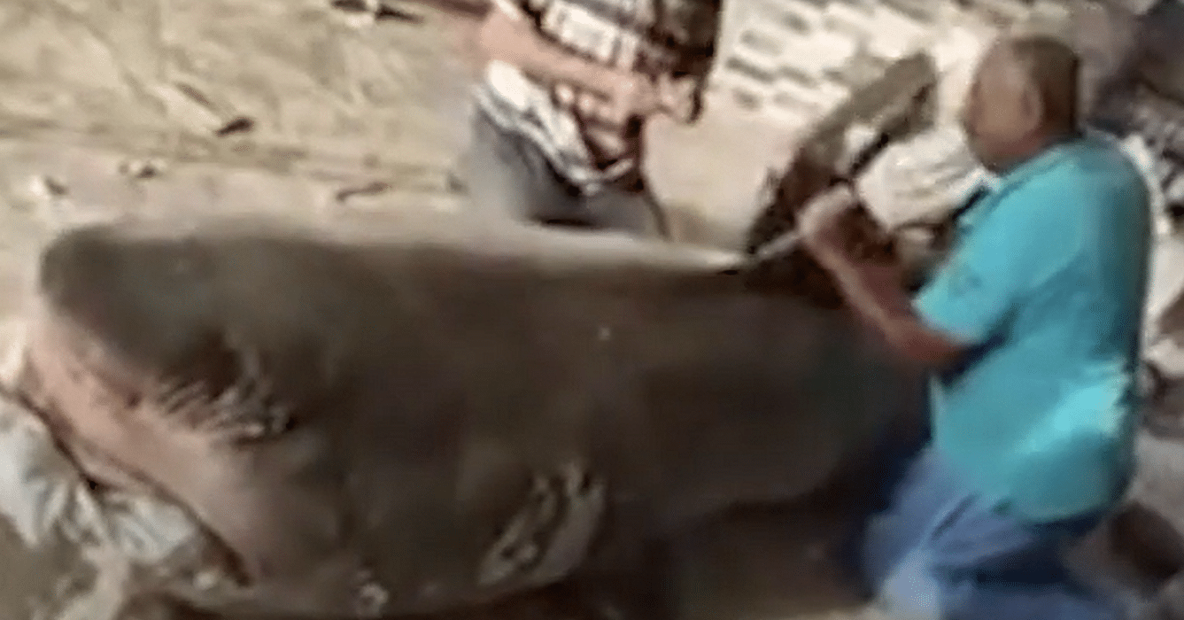Nuevo y macabro capítulo en la muerte del turista por un tiburón en Egipto