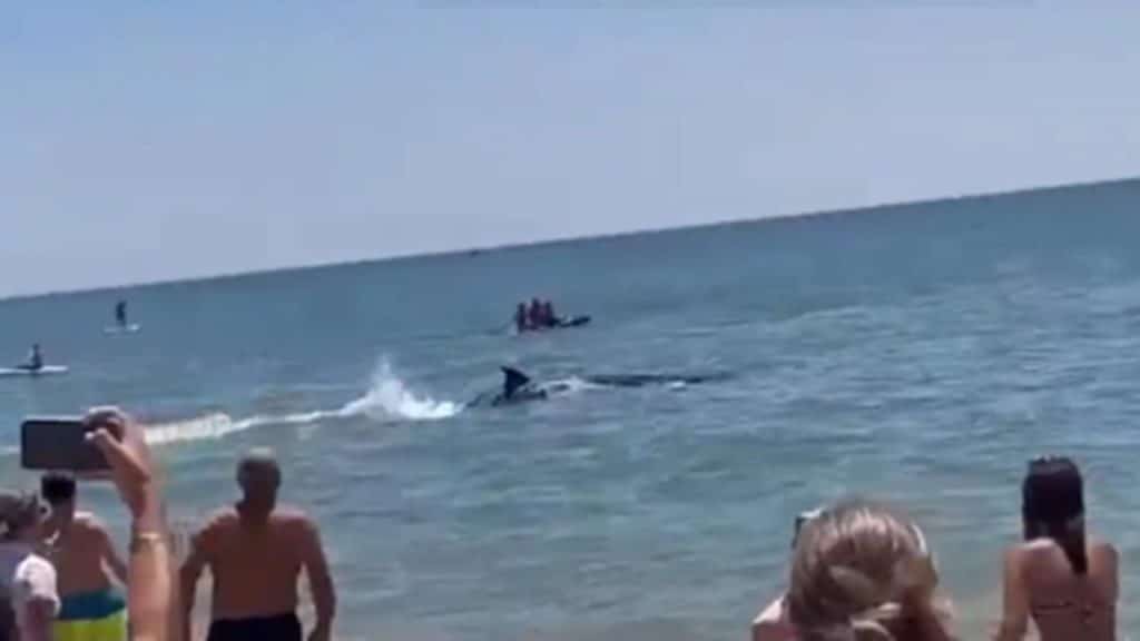 Bañistas confundieron un ballenato con un orca