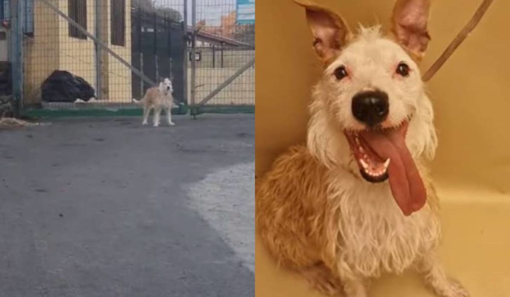A Moly la encontraron atada en Valle Colino, su dueña renunció a ella: ahora busca una nueva oportunidad