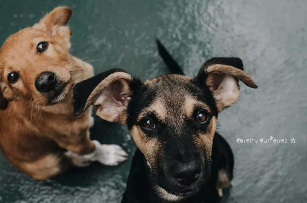 Valle Colino está al límite: pide ayuda urgente para los animales que acoge