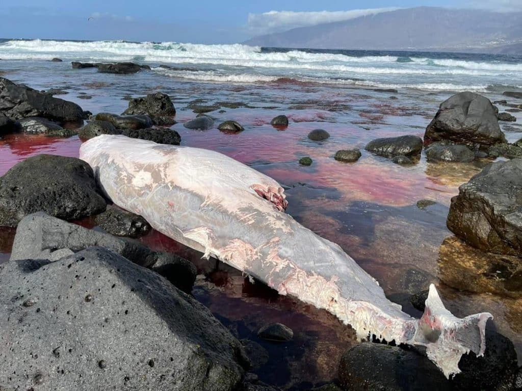 Aparece un nuevo zifio varado en aguas canarias