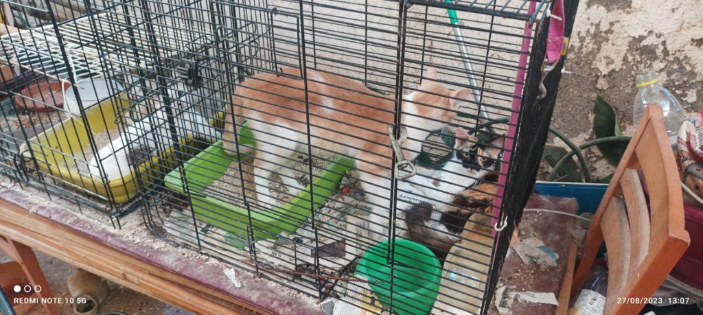 Denuncian que una vecina de Candelaria tiene más de 50 gatos metidos en jaulas para pájaros