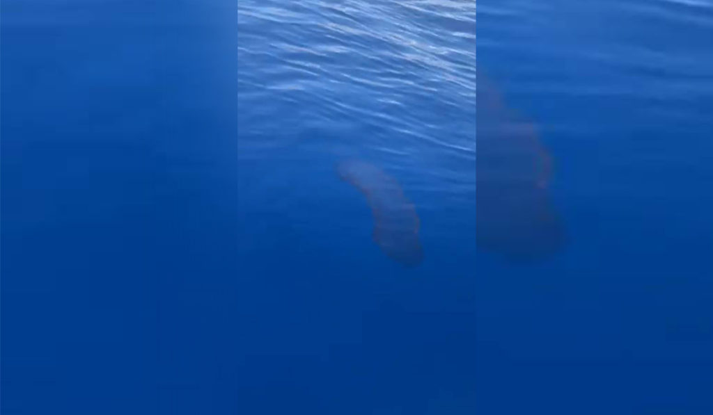 La extraña 'criatura' con la que se han topado en la costa de Tenerife