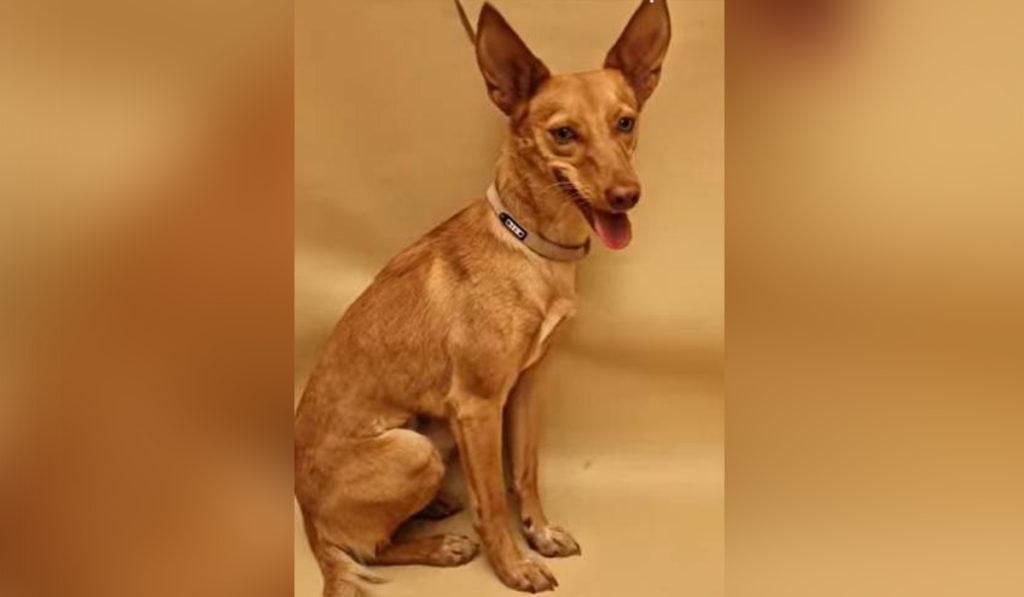Jardina, la perrita miedosa, que costó ocho meses en atrapar, que busca un hogar: espera en Valle Colino