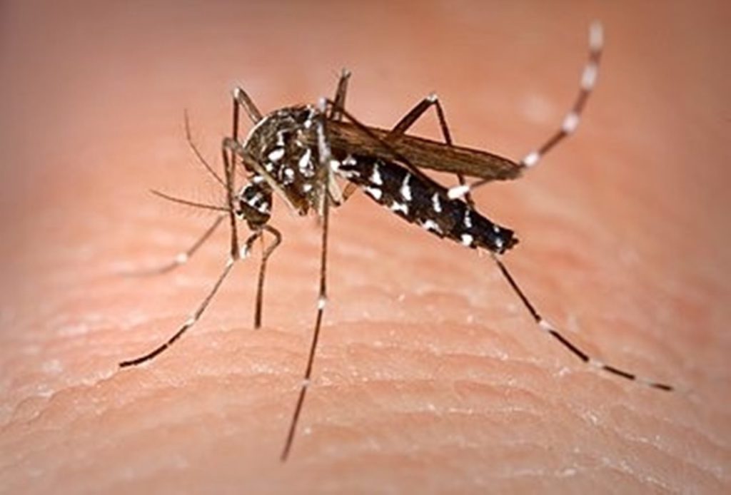 Mosquito Aede Aegypti en Canarias: Sanidad explica cómo detectarlo y qué hacer ante una picadura