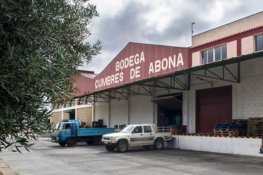 Tenerife podría ser autosuficiente en aceite de oliva