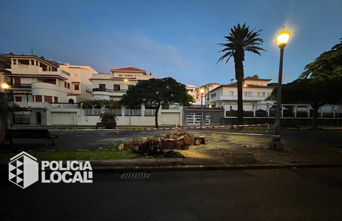 Nueva caída de un árbol de grandes dimesiones en Santa Cruz de Tenerife