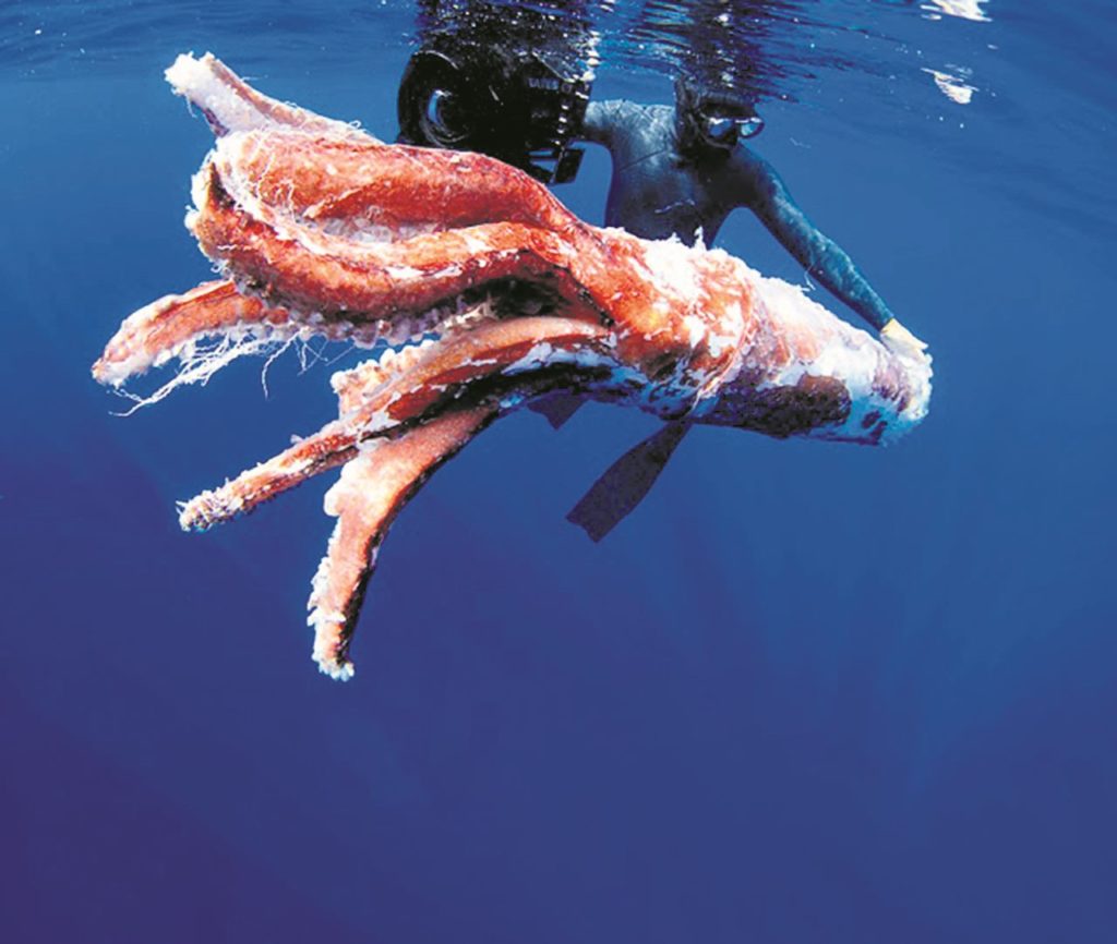 Tenerife, "punto caliente" mundial para avistar calamares gigantes