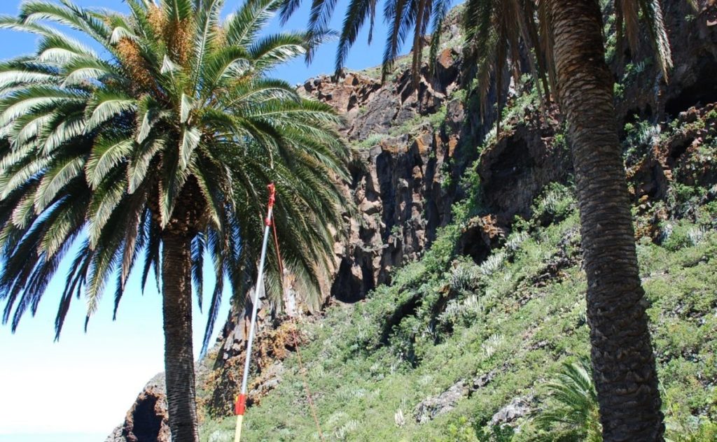 Herido un hombre en Tenerife al caerle una hoja de palmera mientras trabajaba en la carretera
