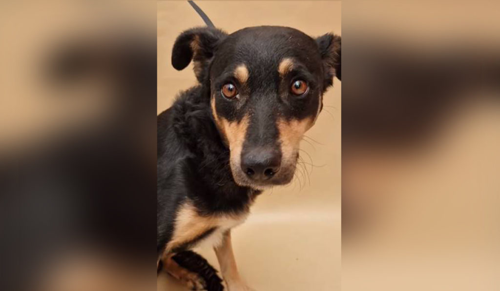 El pequeño Rufus espera una oportunidad de ser adoptado en Valle Colino