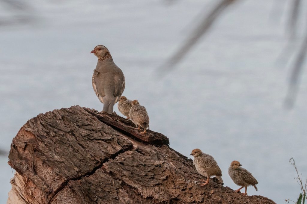 El Palmetum se convierte en aula para el estudio de aves