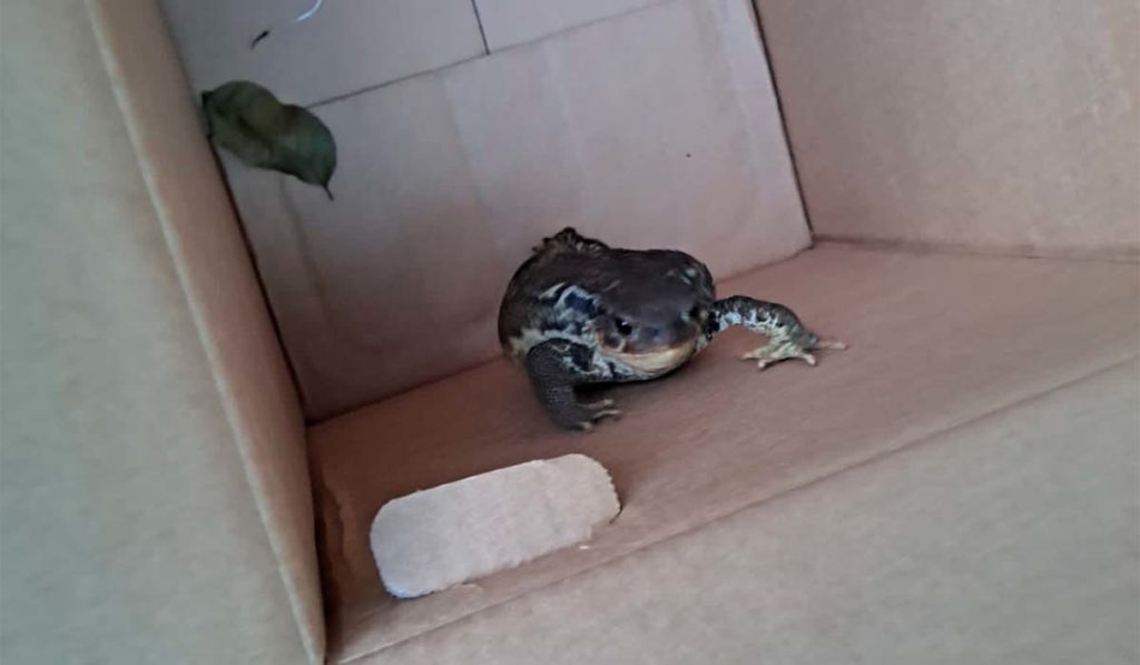 Encuentran un sapo europeo en un estanque de un parque de Santa Cruz de Tenerife