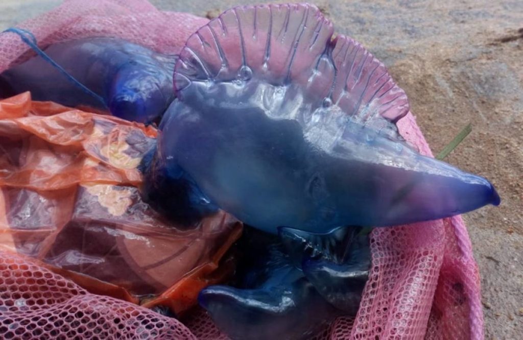 Cuidado en la playa de Las Teresitas: detectan medusas en ella