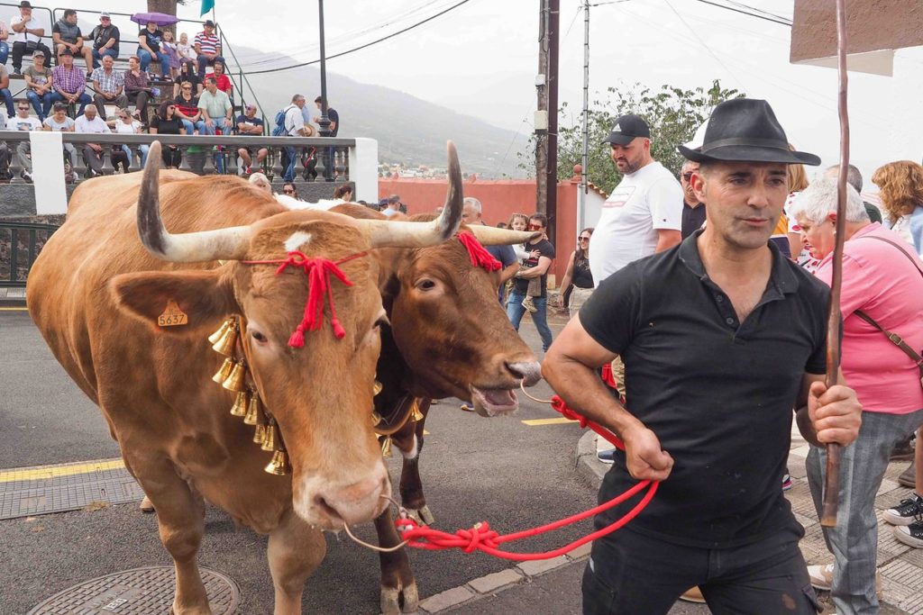 Cerca de 8.000 personas llegaron al municipio para bendecir a sus animales y participar de la feria de ganado más antigua de la Isla. Sergio Méndez