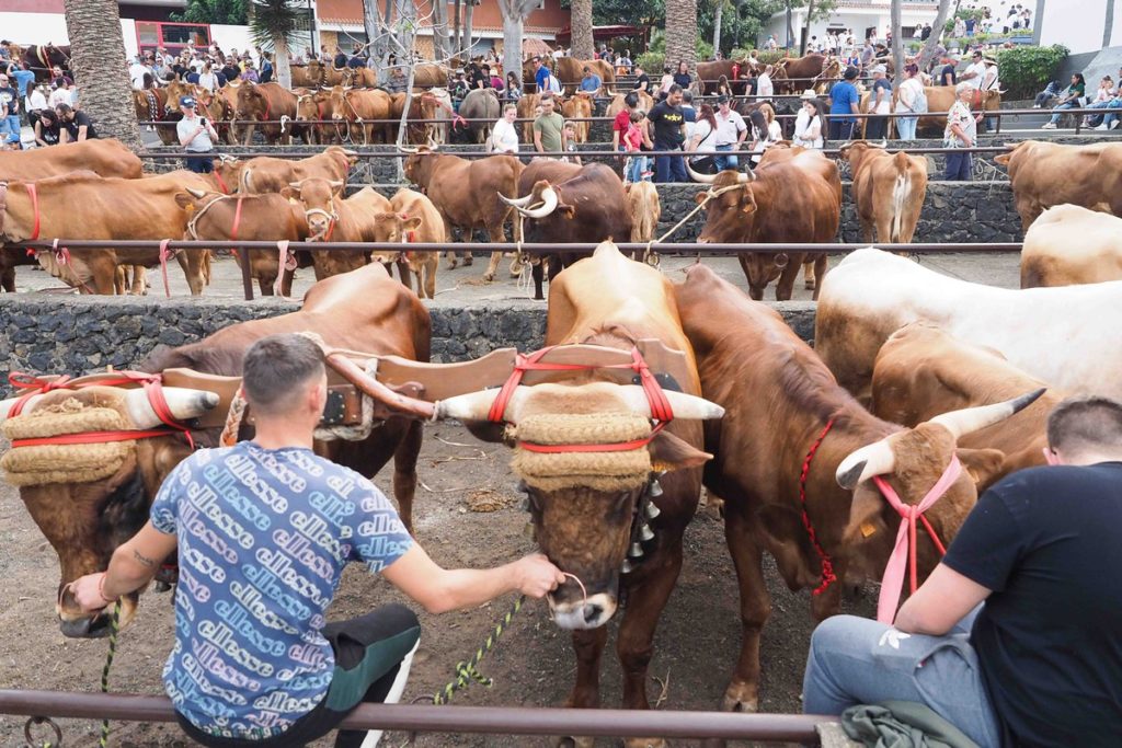 Cerca de 8.000 personas llegaron al municipio para bendecir a sus animales y participar de la feria de ganado más antigua de la Isla. Sergio Méndez