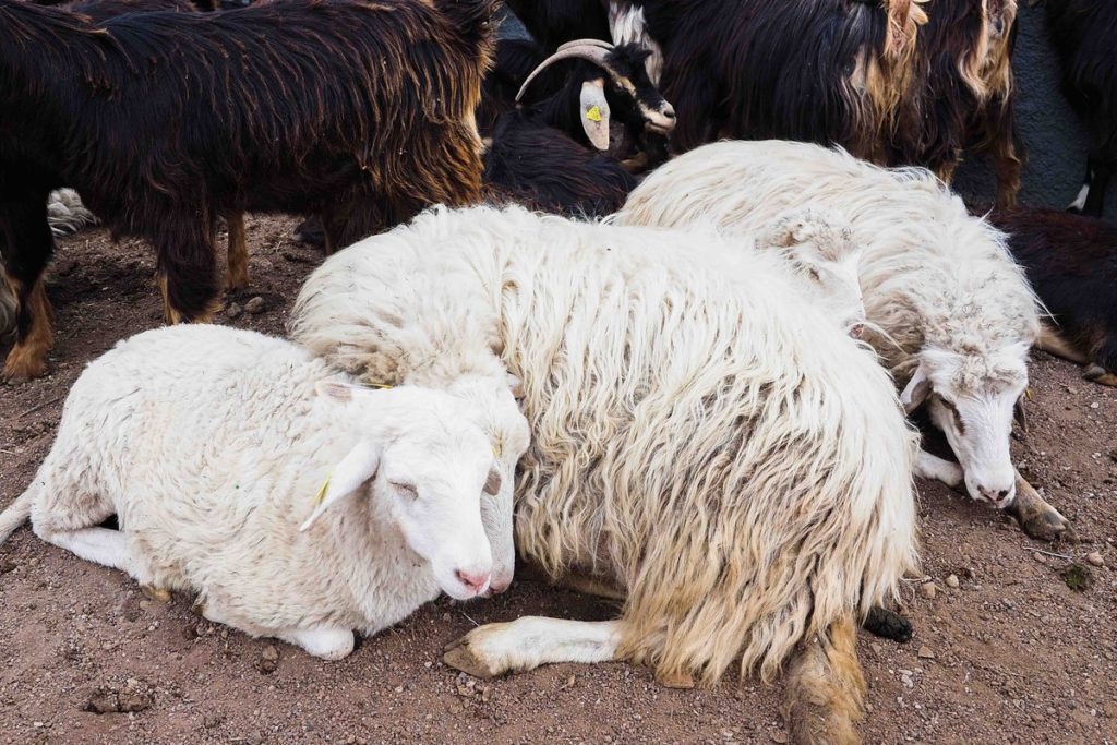 Cerca de 8.000 personas llegaron al municipio para bendecir a sus animales y participar de la feria de ganado más antigua de la Isla. Sergio Méndez