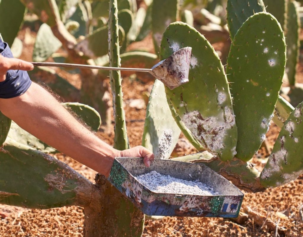 El Parlamento canario pide consumir cochinilla como alimento