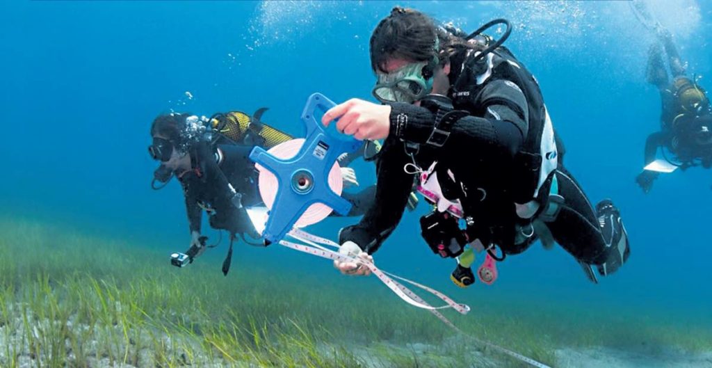 Estos son los jardineros del mar que reforestan el fondo marino canario para recuperar los sebadales perdidos