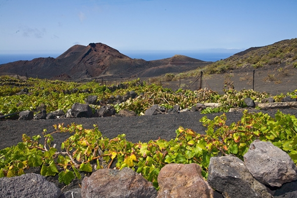 Vino de suelos volcánicos: así es la tradición vinícola de La Palma