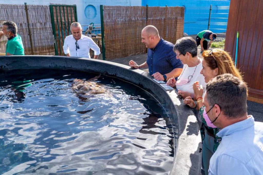 Cabildo de Fuerteventura por el proyecto de la tortuga boba (Premio Internacional Endecan a la Biodiversidad)