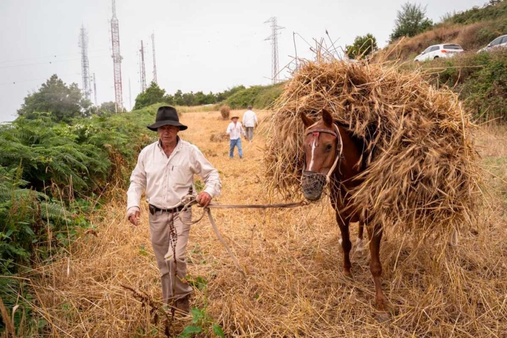 Los Realejos rememora su tradición agrícola y cerealista