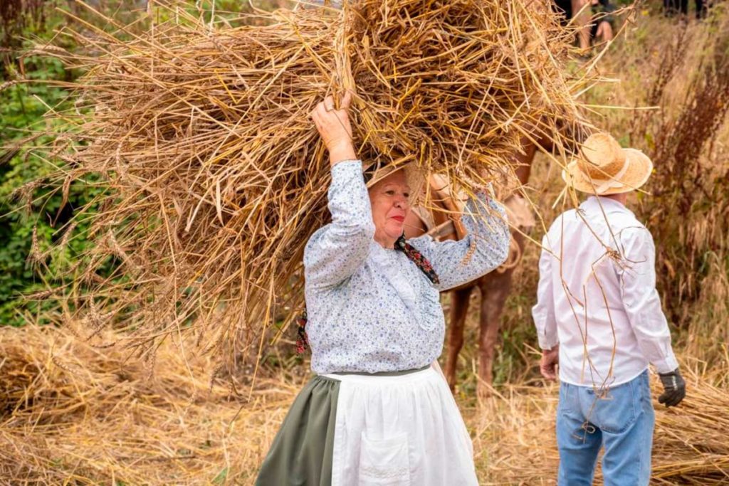 Los Realejos rememora su tradición agrícola y cerealista