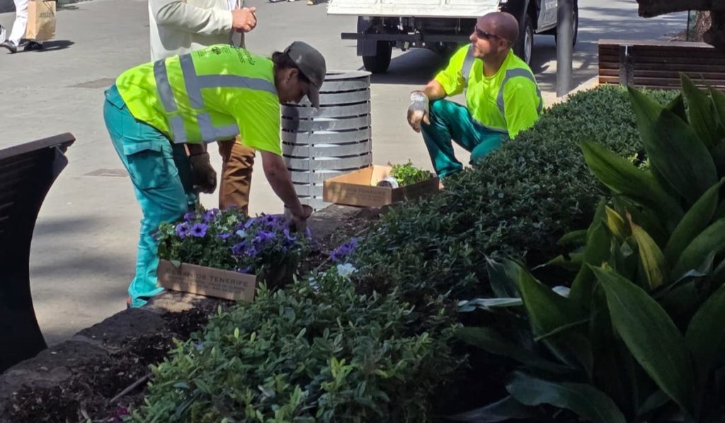 2,800 flowers were planted in La Laguna, but they are being stolen: patrols have been increased, with fines of up to 540 euros.