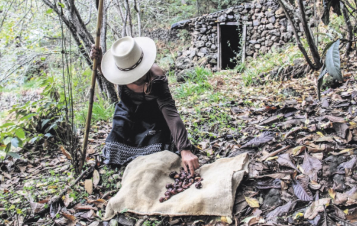 El Sauzal abre la puerta secreta a sus paisajes inesperados