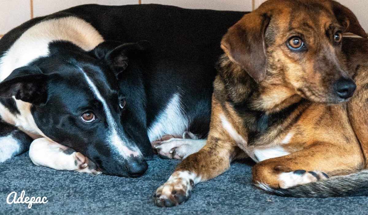 "¿300 vidas quedan en el aire?" Adepac vuelve a las calles por la situación límite de sus perros