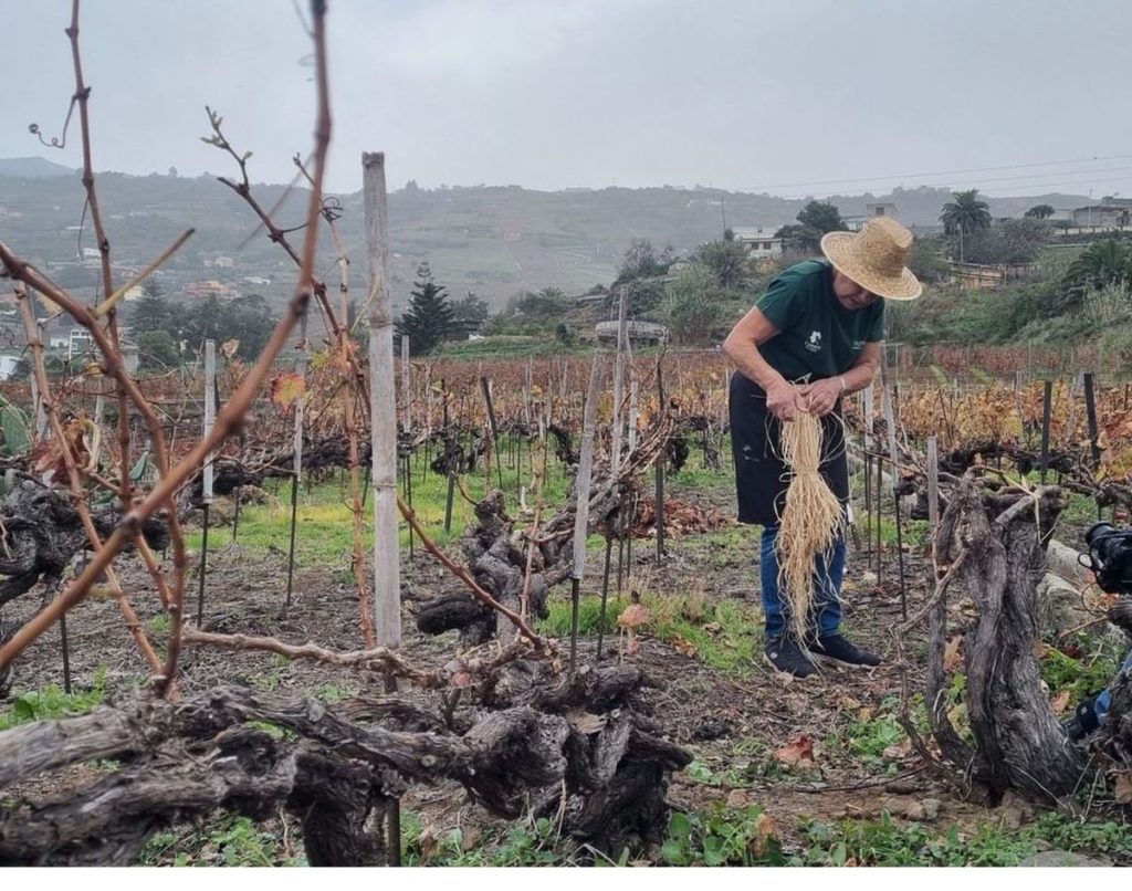 University of La Laguna to Host International Congress on Macaronesian Wine Heritage