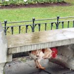 Ni la furia de la borrasca Therese intimida al gallo más descarado de La Laguna