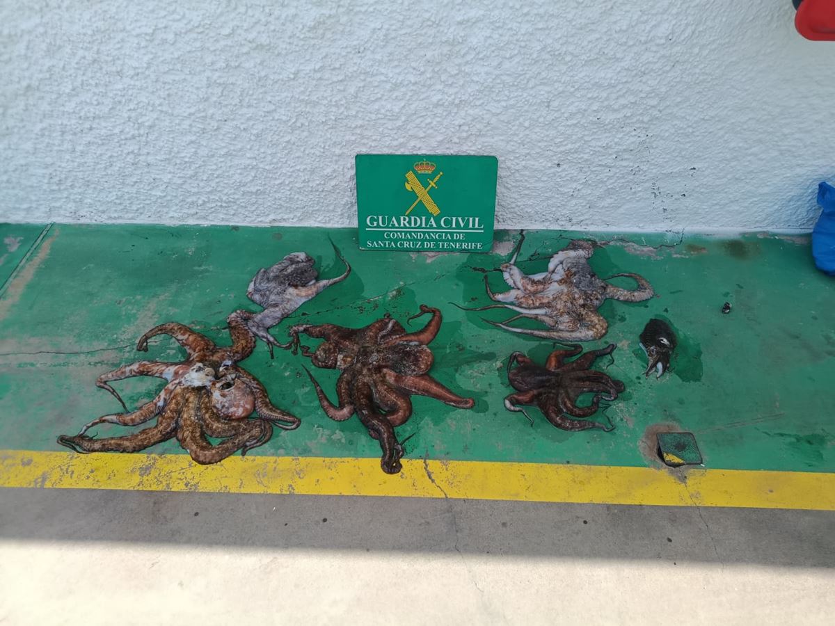 Pillados con 22 kilos de pulpo pescados ilegalmente en una zona prohibida de Tenerife: hasta 300.000 euros de multa