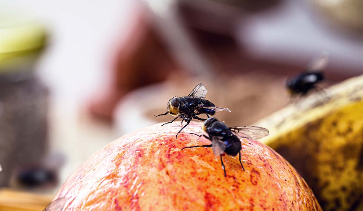 El remedio casero para acabar con las moscas en casa en una noche: solo necesitas 3 ingredientes