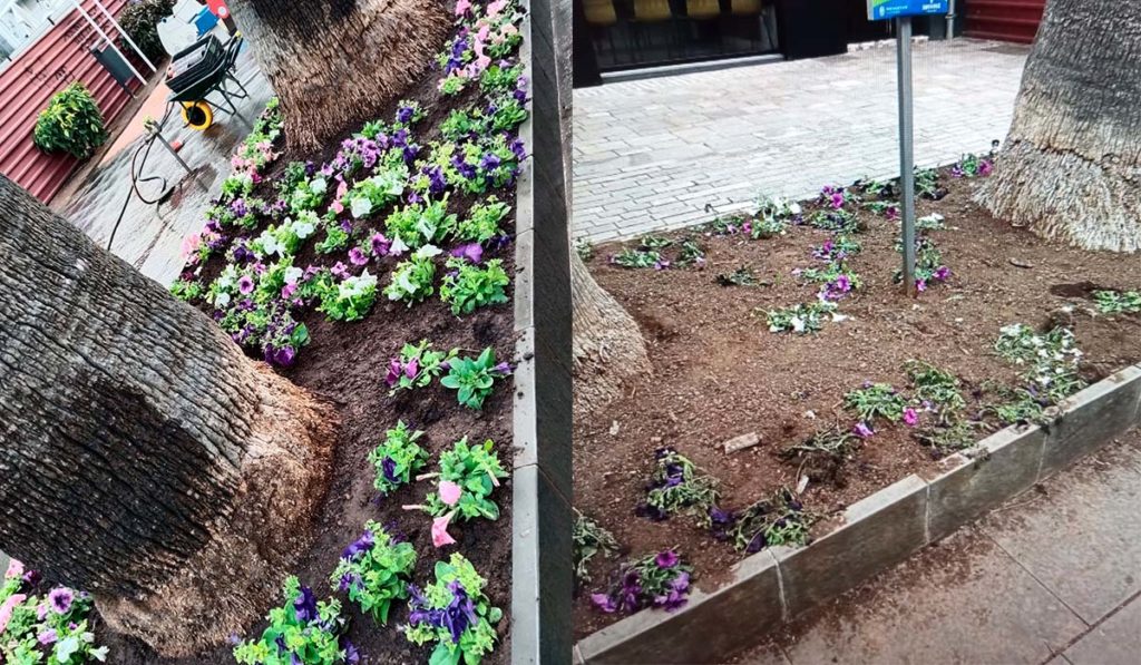 Indignaci&oacute;n entre vecinos de Santa Cruz de Tenerife: plantan flores por la ma&ntilde;ana y as&iacute; quedan por la tarde