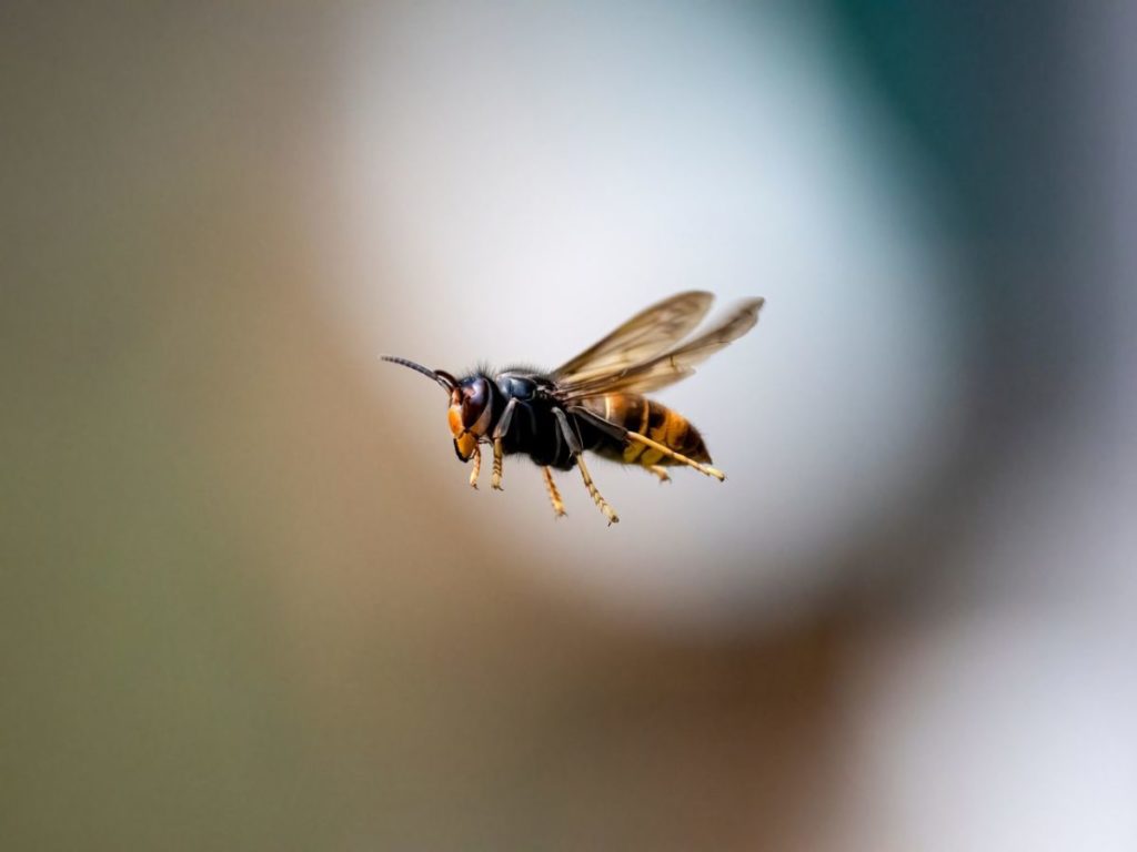 Detectan por primera vez la avispa asi&aacute;tica en Canarias: as&iacute; puedes identificarla