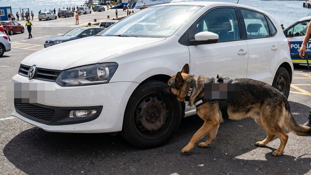 La Policía Canaria alerta: puedes llevar una culebra real de California en tu coche
