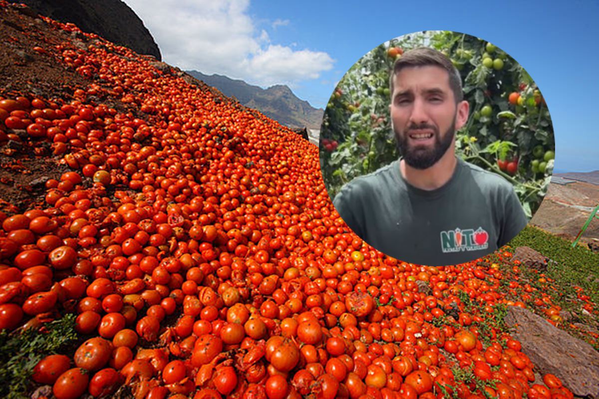 Cajas de 11 kilos de tomates canarios a 10 euros: la oferta, a la desesperada, para salvar un producto de las Islas
