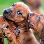 Identificada una pareja en Telde por arrojar a seis cachorros desde un coche
