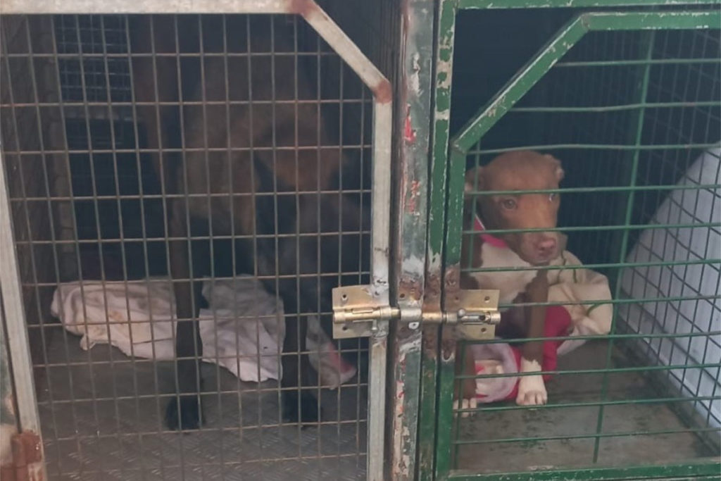 Authorities Launch New Animal Abuse Probe at Santa Cruz Property Following Repeat Offenses