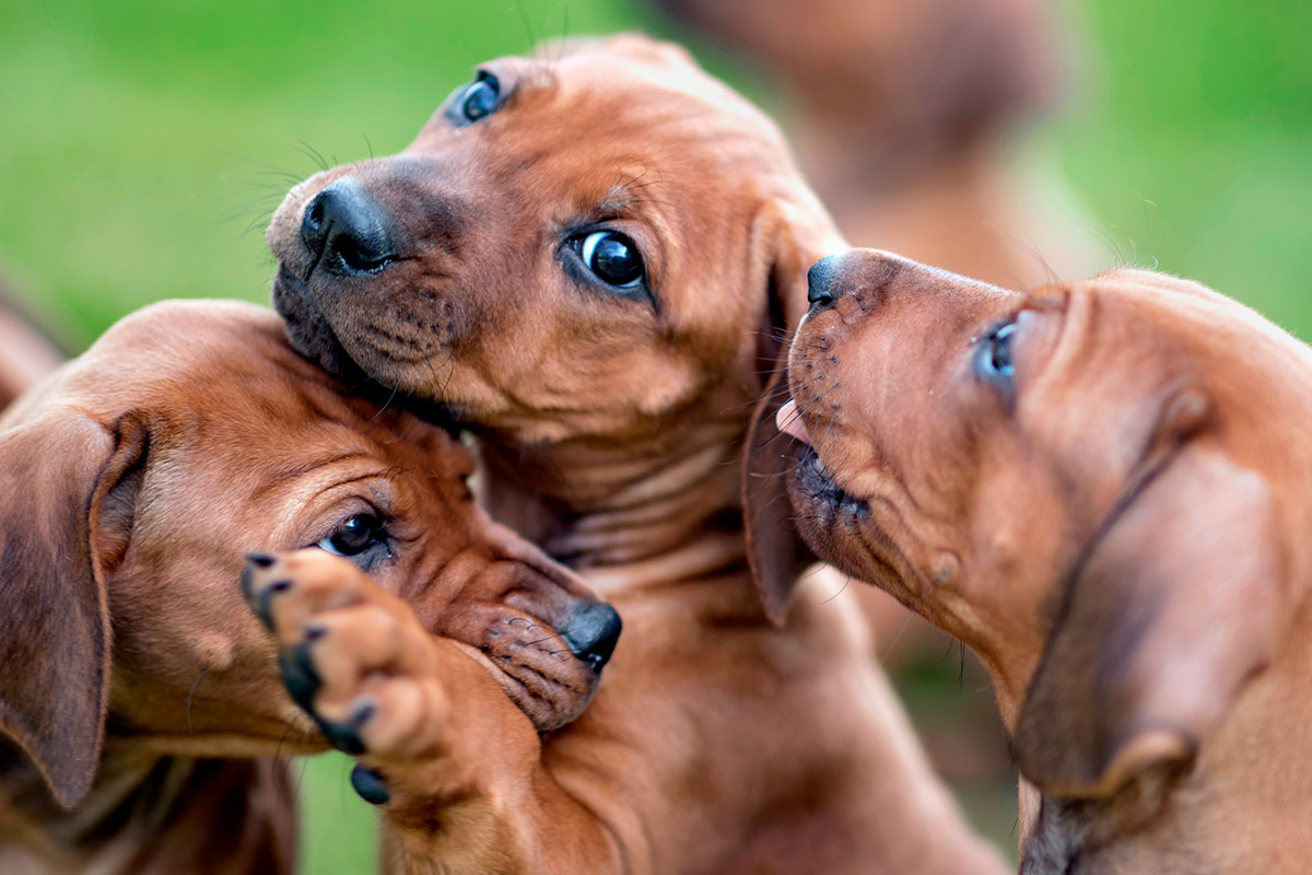 Identificada una pareja en Telde por arrojar a seis cachorros desde un coche