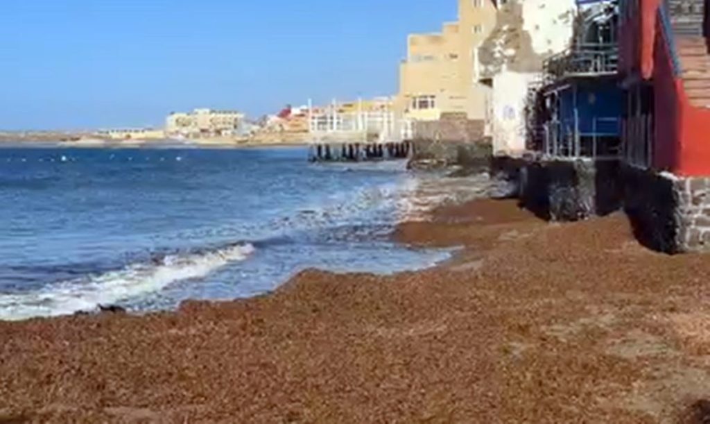 Así amanece Playa Chica, en El Médano: "El manto de algas no deja hueco ni para poner la toalla"